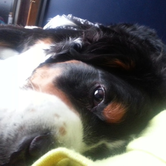 Meet your Posher, Jasmine - Picture 1 of 1